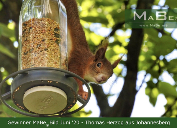 Bild des Monats - Juni '20 - MaBe®