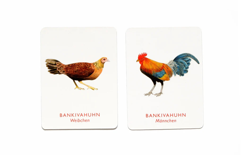 Vogel Paare 🐧🐧  Gedächtnis Spiel vom Laurence King Verlag